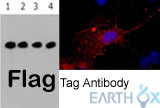 Flag抗体推荐—可进行WB/IF/IP检测应用